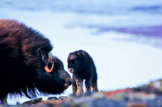 A mother muskox with her calf. Image: Joel Berger